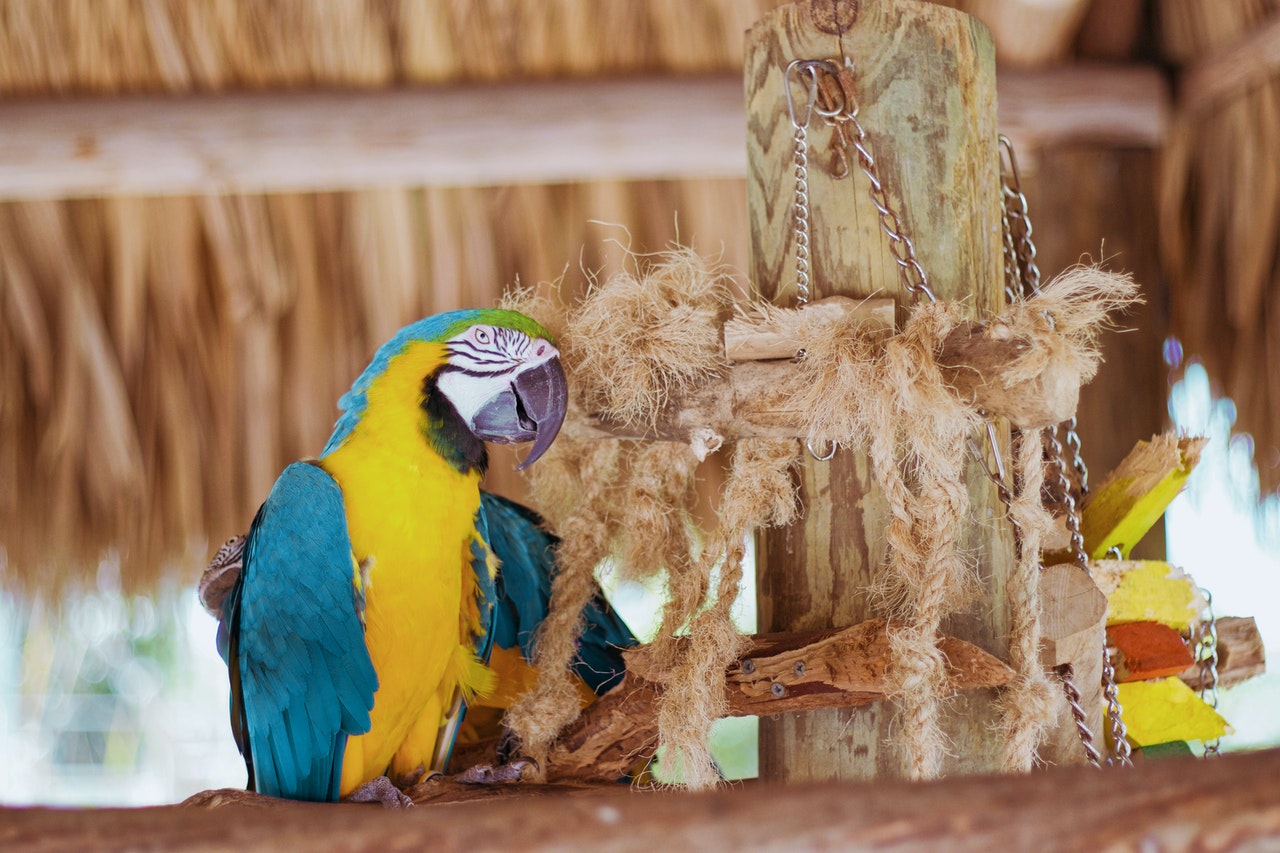 Papuga ara jest bardzo ciekawska i kontaktowa. Nie może przebywać dużo czasu sama.